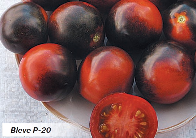 Красивые, вкусные с необычной окраской помидоры сорта BLEVE P-20