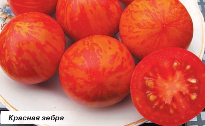 Красивые и вкусные помидоры сорта Красная зебра.
