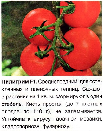 кистевые сорта помидор